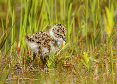 BUITEN BEELD Foto: 274054