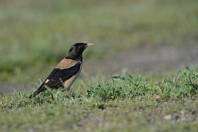 BUITEN BEELD Foto: 274069