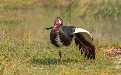 BUITEN BEELD Foto: 274074