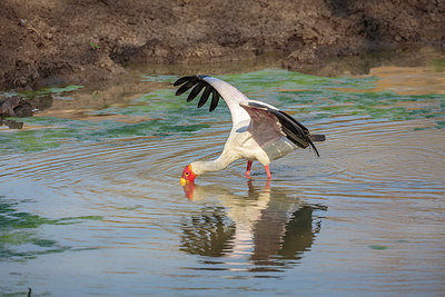 BUITEN BEELD Foto: 274076