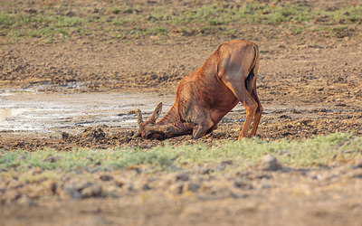 BUITEN BEELD Foto: 274081