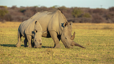 BUITEN BEELD Foto: 274084