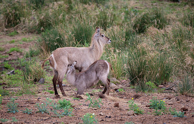 BUITEN BEELD Foto: 274090