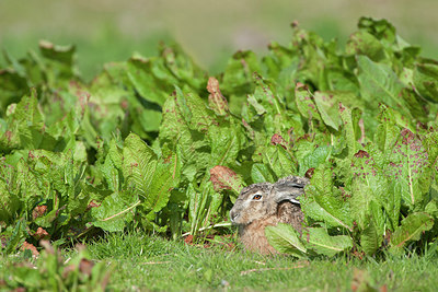 BUITEN BEELD Foto: 274119