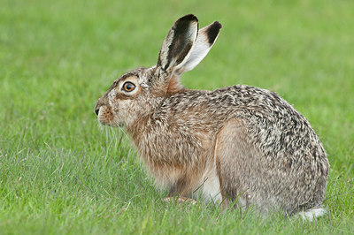 BUITEN BEELD Foto: 274120