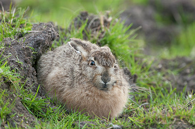 BUITEN BEELD Foto: 274122