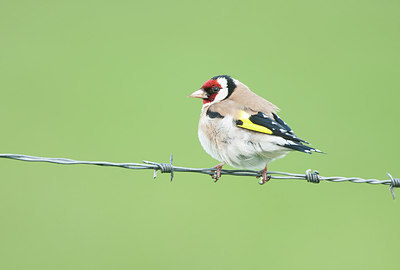 BUITEN BEELD Foto: 274123