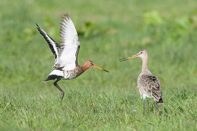 BUITEN BEELD Foto: 274126