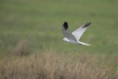 BUITEN BEELD Foto: 274152