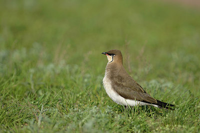 BUITEN BEELD Foto: 274160