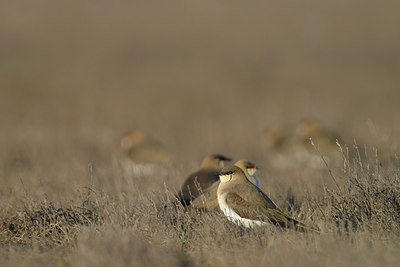 BUITEN BEELD Foto: 274161
