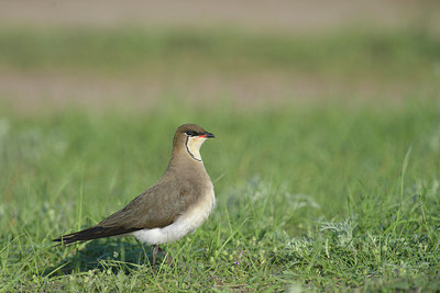 BUITEN BEELD Foto: 274165