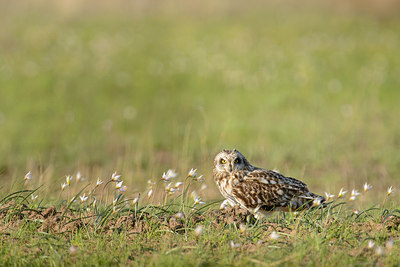 BUITEN BEELD Foto: 274167