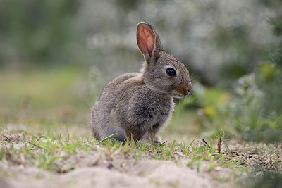 BUITEN BEELD Foto: 274172