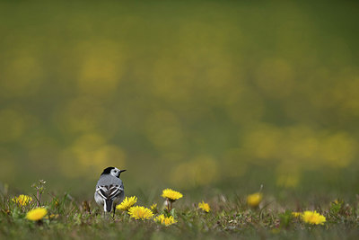 BUITEN BEELD Foto: 274177