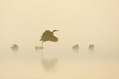 BUITEN BEELD Foto: 274185