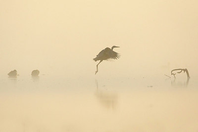 BUITEN BEELD Foto: 274187