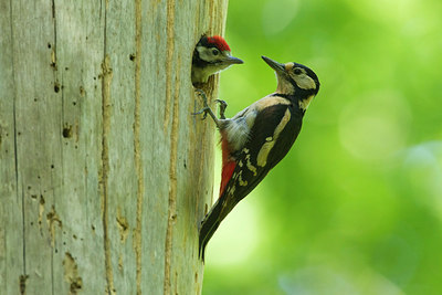 BUITEN BEELD Foto: 274204