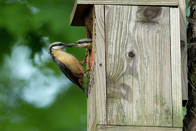 BUITEN BEELD Foto: 274217