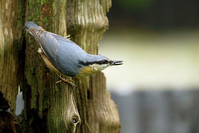 BUITEN BEELD Foto: 274225