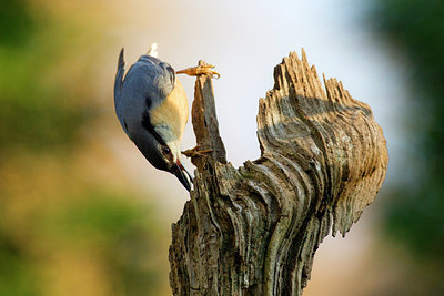 BUITEN BEELD Foto: 274226
