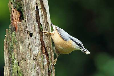 BUITEN BEELD Foto: 274229