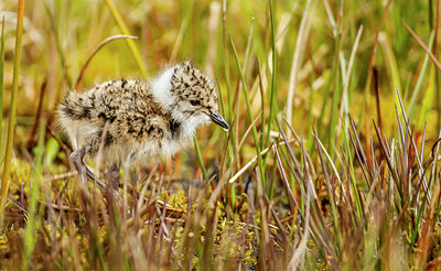 BUITEN BEELD Foto: 274231