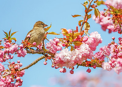 BUITEN BEELD Foto: 274236