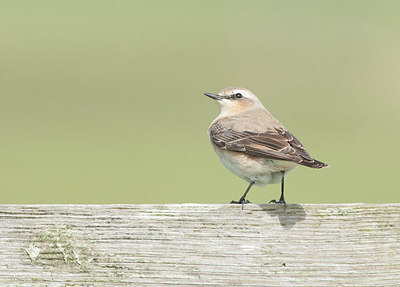 BUITEN BEELD Foto: 274241