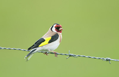 BUITEN BEELD Foto: 274243