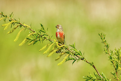 BUITEN BEELD Foto: 274250