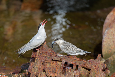 BUITEN BEELD Foto: 274261