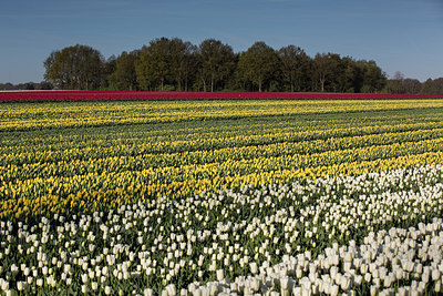 BUITEN BEELD Foto: 274277