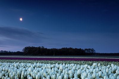 BUITEN BEELD Foto: 274279