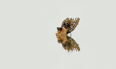 BUITEN BEELD Foto: 274301