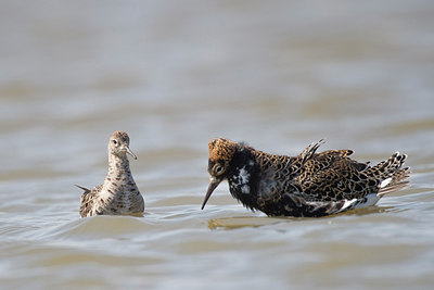 BUITEN BEELD Foto: 274311