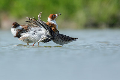 BUITEN BEELD Foto: 274315
