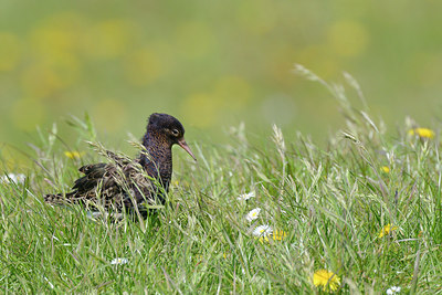 BUITEN BEELD Foto: 274316