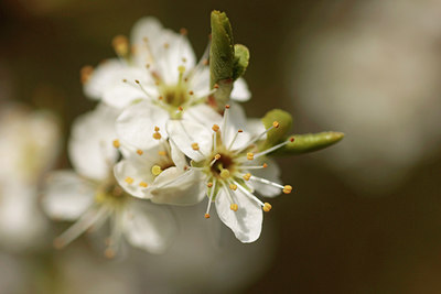 BUITEN BEELD Foto: 274339