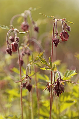 BUITEN BEELD Foto: 274358