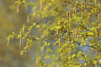 BUITEN BEELD Foto: 274362