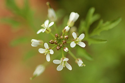 BUITEN BEELD Foto: 274377