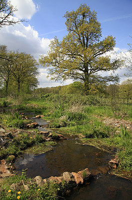 BUITEN BEELD Foto: 274382