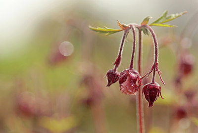 BUITEN BEELD Foto: 274385