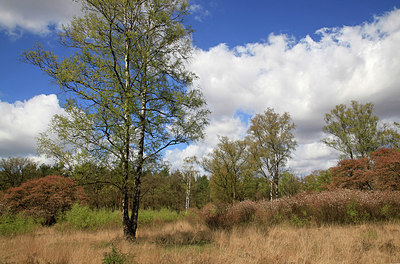 BUITEN BEELD Foto: 274389