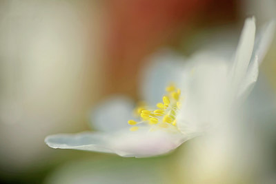 BUITEN BEELD Foto: 274390