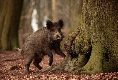 BUITEN BEELD Foto: 274392