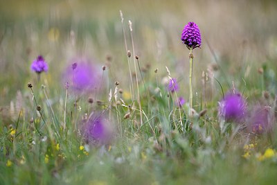 BUITEN BEELD Foto: 274427