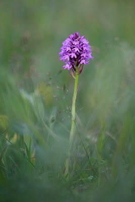 BUITEN BEELD Foto: 274428