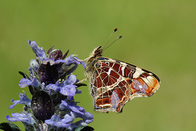 BUITEN BEELD Foto: 274449